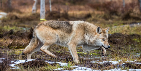 A wolf sneaks through the autumn forest. Eurasian wolf, also known as the gray or grey wolf also known as Timber wolf.  Scientific name: Canis lupus lupus. Natural habitat. Autumn forest..