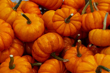 mini pumpkins for sale