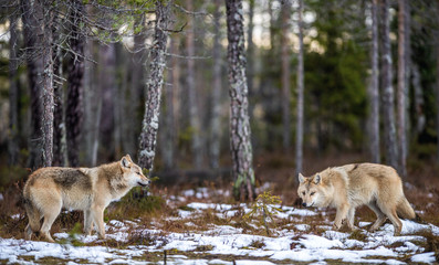 Wolves in the forest. Eurasian wolf, also known as the gray or grey wolf also known as Timber wolf.  Scientific name: Canis lupus lupus. Natural habitat. Autumn forest. © Uryadnikov Sergey