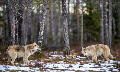 Wolves in the forest. Eurasian wolf, also known as the gray or grey wolf also known as Timber wolf....