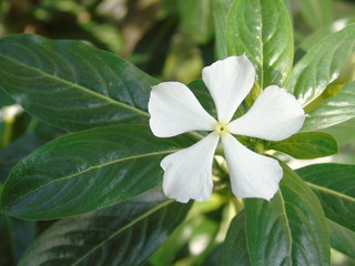 Obraz premium White flower in garden