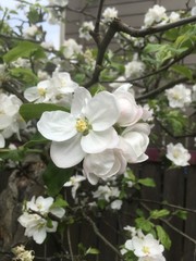 white flowers of an appletree