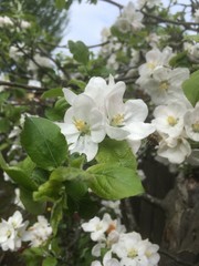 blooming tree in spring