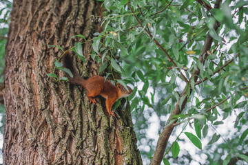 Squirrel standing on trunk with blurred nature background.