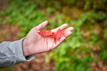 red maple leaf on hand of traveller girl