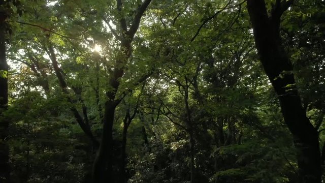 森の木々