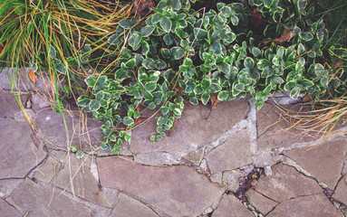 Green and yellow garden plants (grass) and a stoned pathway. Wallpaper, background with a free blank copy space for text.