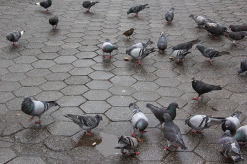 Pigeons in Union Square, New York City