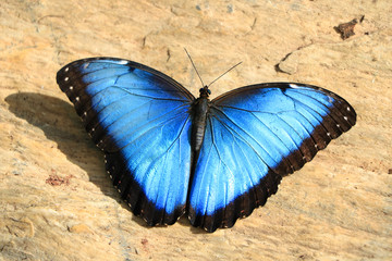 Fototapeta na wymiar Blue Butterfly on Floor