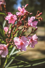 Obraz premium Plantas Rosa