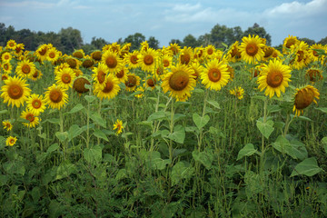 Bright yellow sunflowers in a field