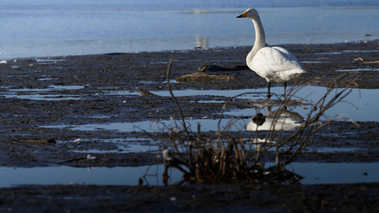 水辺の何かを見つめる白鳥