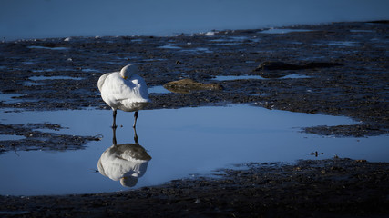 水辺で休憩中の白鳥