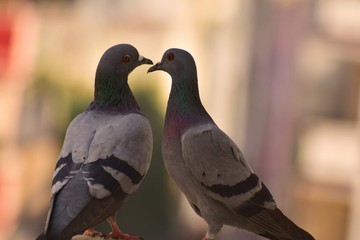 Love birds