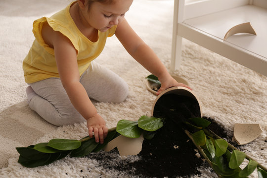 Little girl near houseplant and broken pot at home, closeup