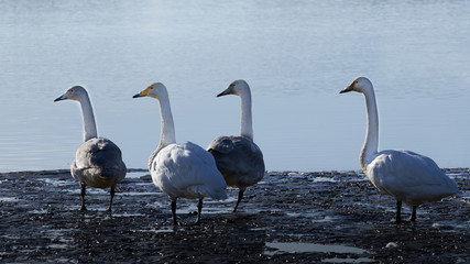 水辺で４羽の白鳥が遠くを見つめている