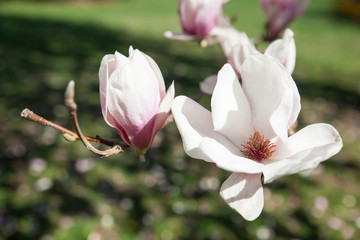 Naklejka na ściany i meble gorgeous open magnolia blooms against green grass