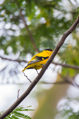 Black-naped oriole perching on a branch. Black-naped oriole, The black-naped oriole is a bird of the oriole family and is found in many parts of Asia