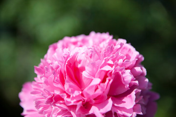 closeup of pink peony petals against a blurry green tree