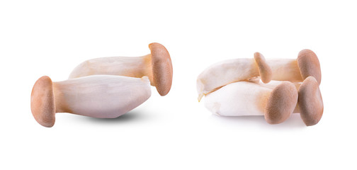 King oyster isolated on a white background