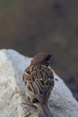 scaly breasted munia or spotted munia