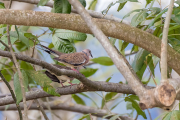 Spotted Dove (Spilopelia chinensis) in malaysia