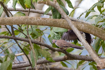 Spotted Dove (Spilopelia chinensis) in malaysia