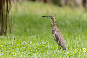 Malagasy pond heron, Chinese pond heron in nature