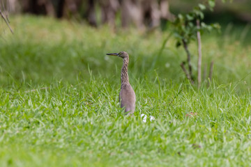 Malagasy pond heron, Chinese pond heron in nature