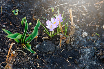 Spring  nature background with flowering violet crocus in early spring. Plural crocuses in the garden with sunlight. 
