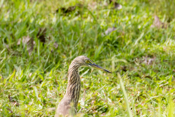 Malagasy pond heron, Chinese pond heron in nature