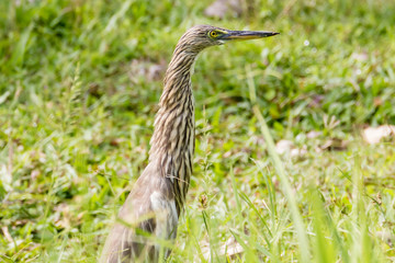 Malagasy pond heron, Chinese pond heron in nature