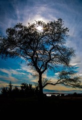 Dramatic tree of life silhouette with blue sky and sun 