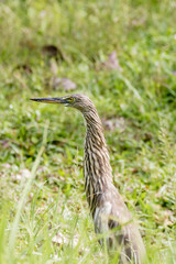 Malagasy pond heron, Chinese pond heron in nature