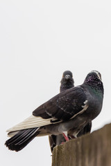 Rock dove, rock pigeon or common pigeon (Columba livia) in nature