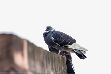 Rock dove, rock pigeon or common pigeon (Columba livia) in nature
