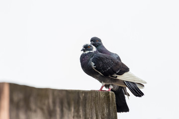 Rock dove, rock pigeon or common pigeon (Columba livia) in nature