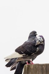 Rock dove, rock pigeon or common pigeon (Columba livia) in nature