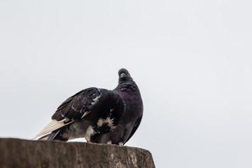 Rock dove, rock pigeon or common pigeon (Columba livia) in nature