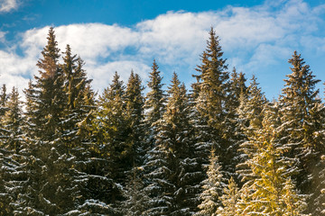 Close-up of pine trees against the blue cloudy sky on beautiful winter day.