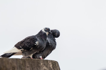 Rock dove, rock pigeon or common pigeon (Columba livia) in nature