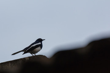 oriental magpie-robin is a small passerine bird occurring across most of the Indian subcontinent and parts of Southeast Asia