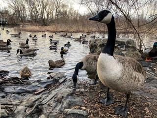 canadian geese on the lake
