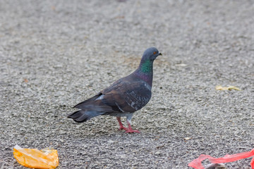 Rock dove, rock pigeon or common pigeon (Columba livia) in nature