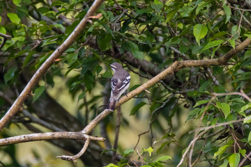 oriental magpie-robin is a small passerine bird occurring across most of the Indian subcontinent and parts of Southeast Asia