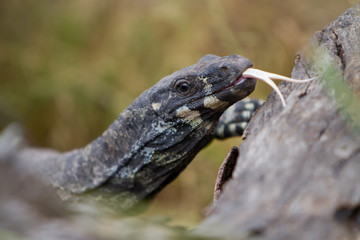 Lace Monitor Showing Forked Tongue