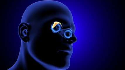 3d illustration of  human body eye intersection  anatomy 