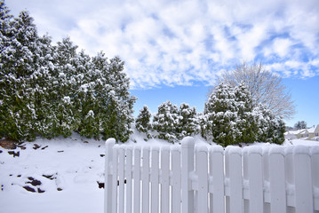 Winter Skies and Tree Lines