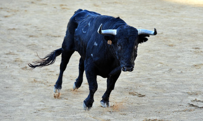toro negro español en el campo