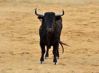 un toro español con  grandes cuernos